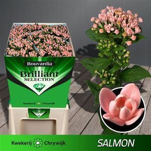 BOUVARDIA SALMON nouveau 70